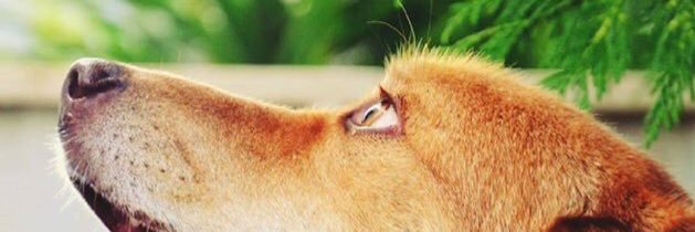 MulherDas_Neves's profile banner image