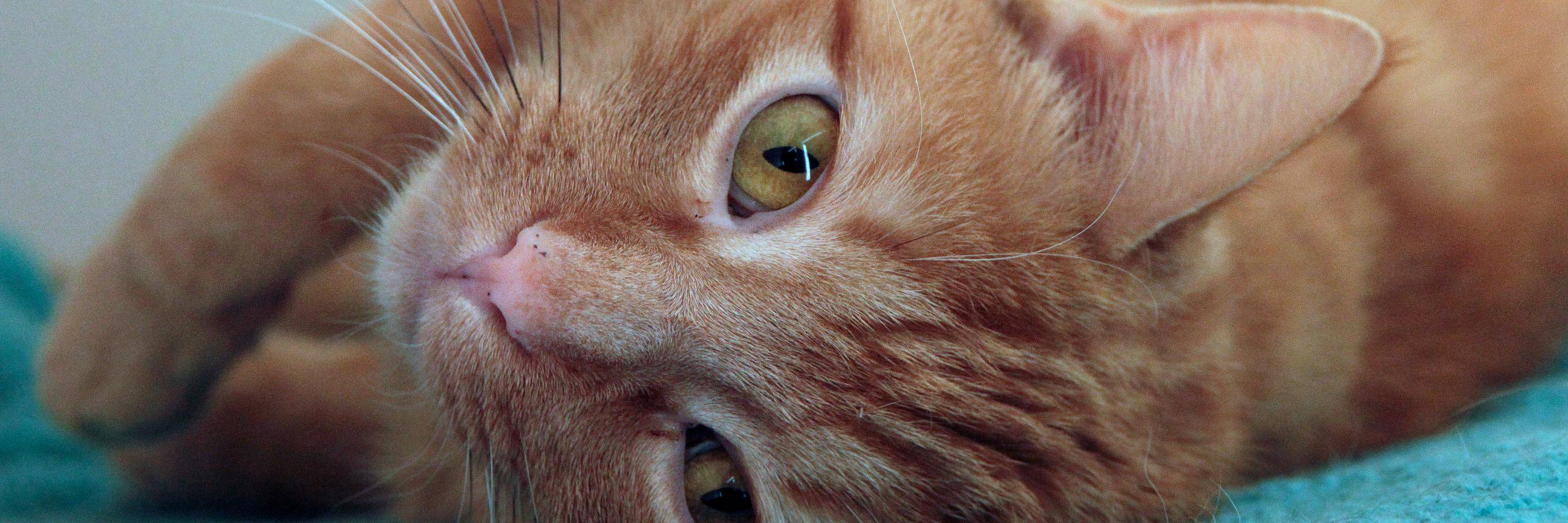 CatAidFund's profile banner image