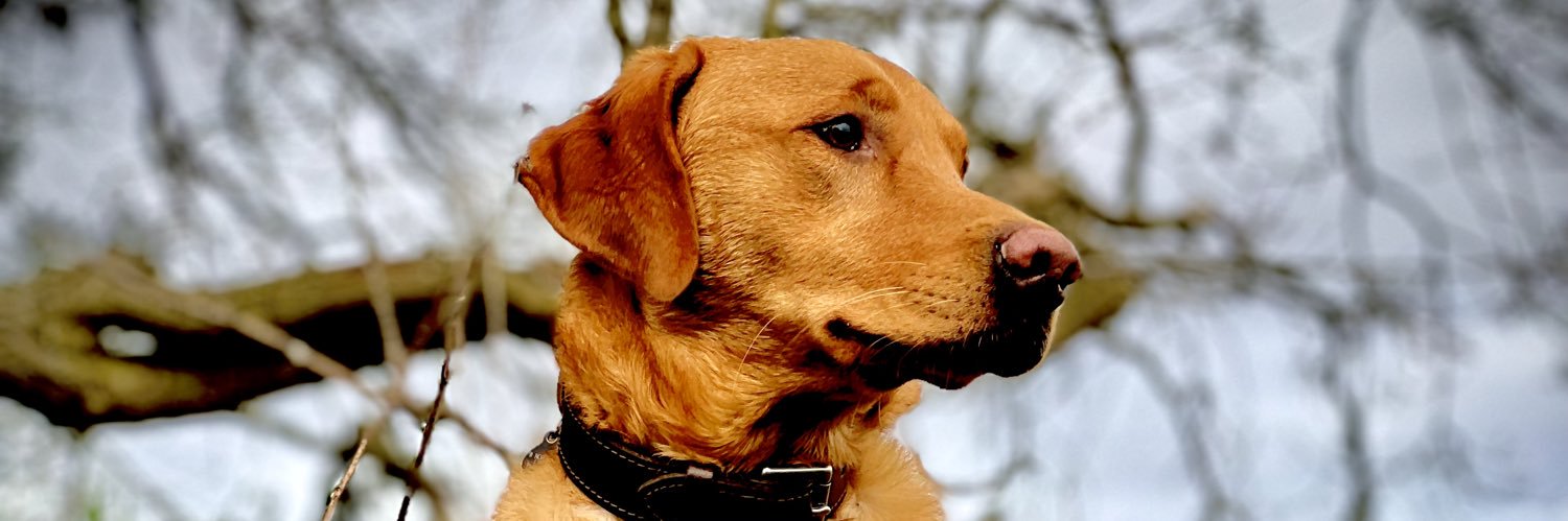 Brand 🇺🇦 banner