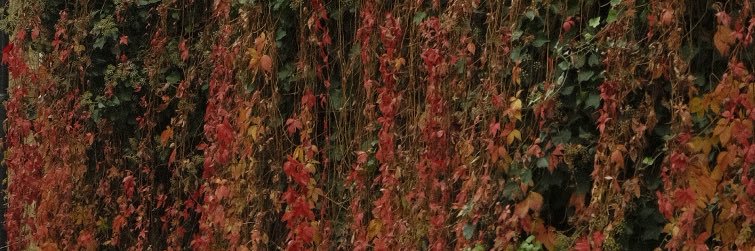 CassidyHatch's profile banner image