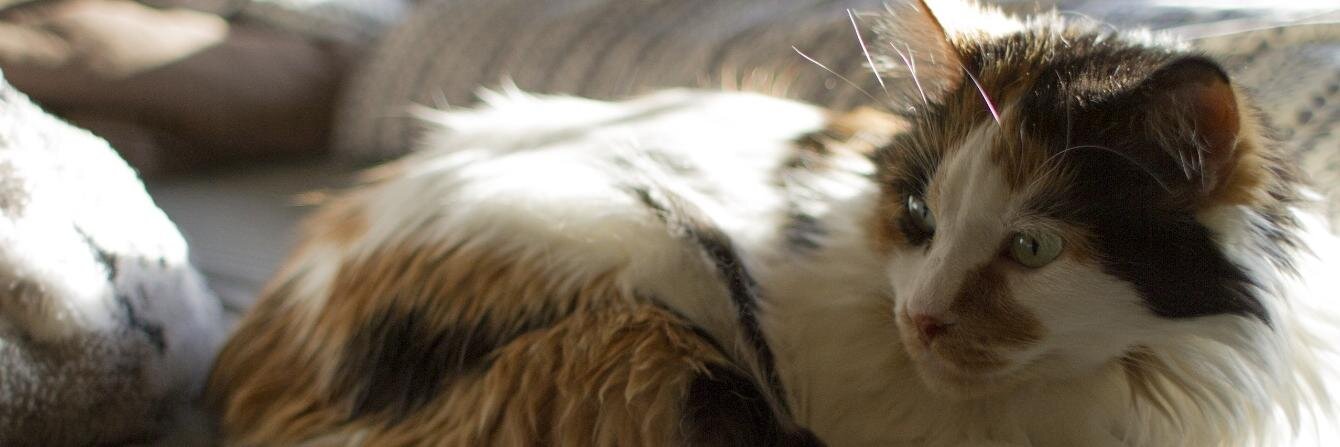 Herchey_'s profile banner image