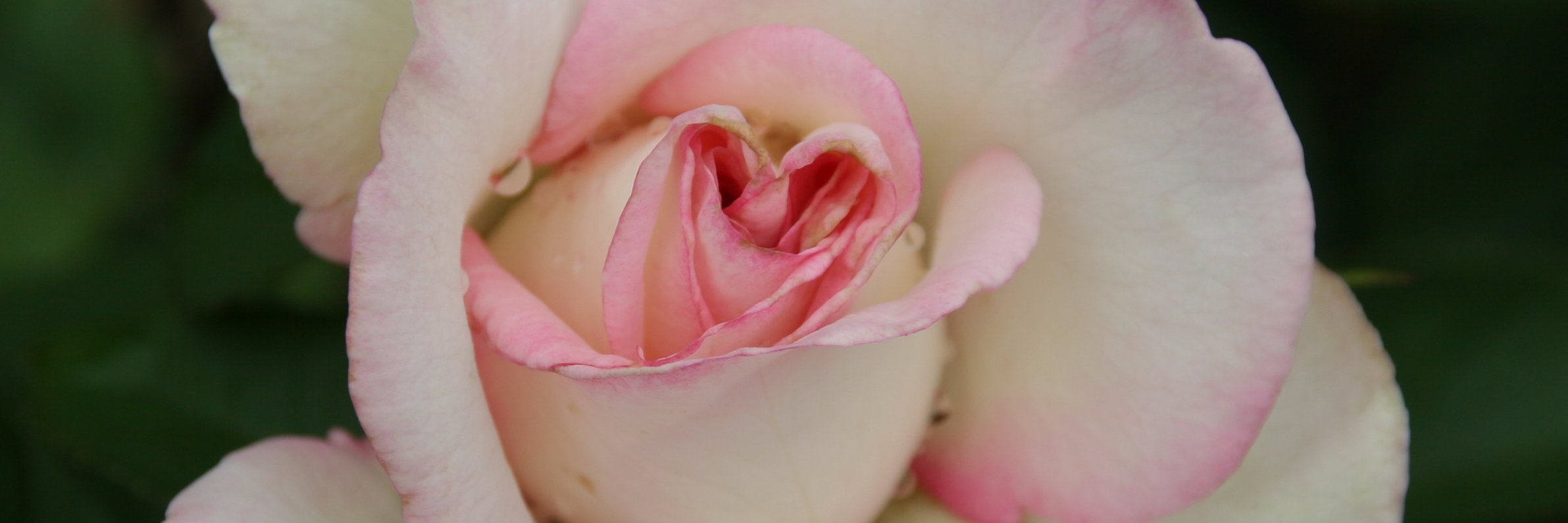 StrowdRoses's profile banner image