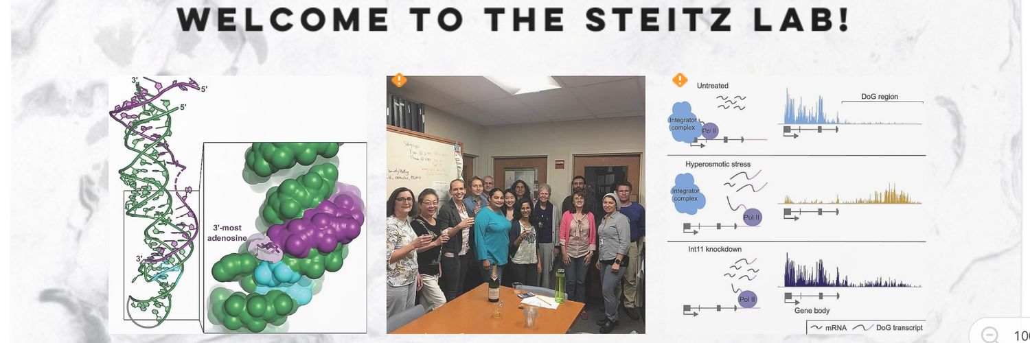Joan Steitz Lab banner