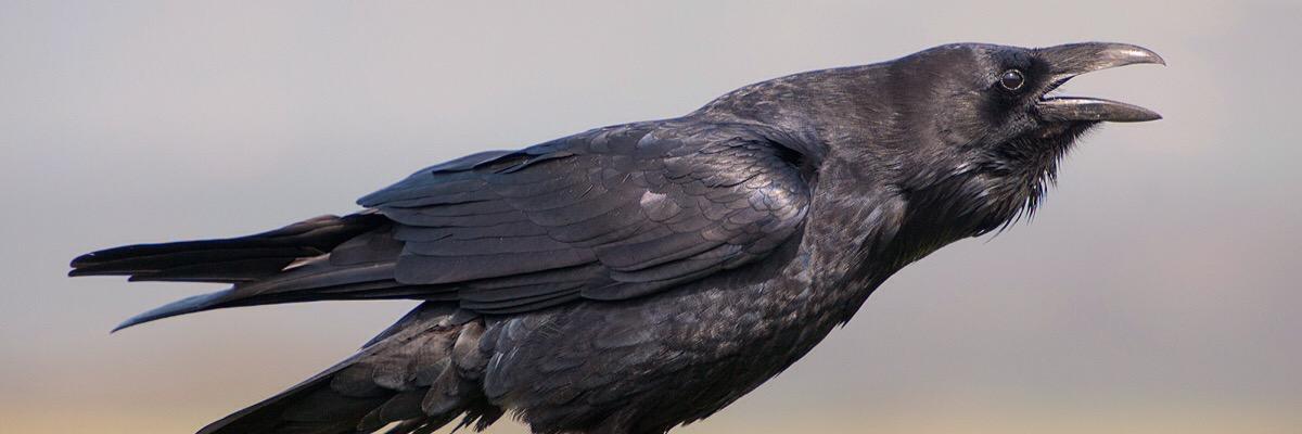 matatonakeme's profile banner image