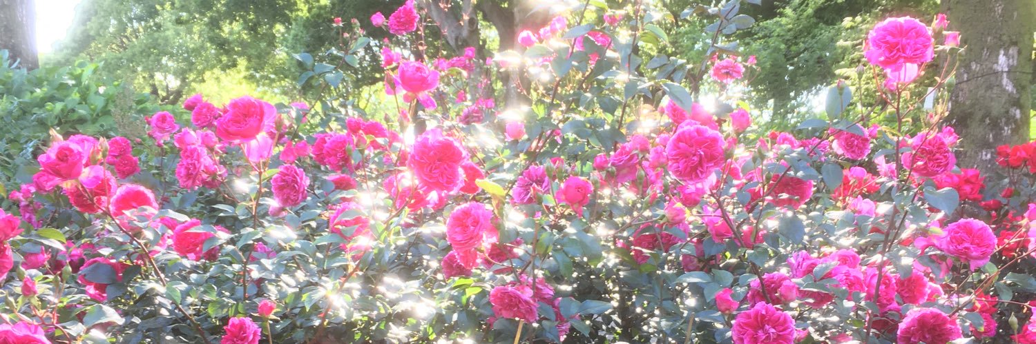 Poul4949's profile banner image