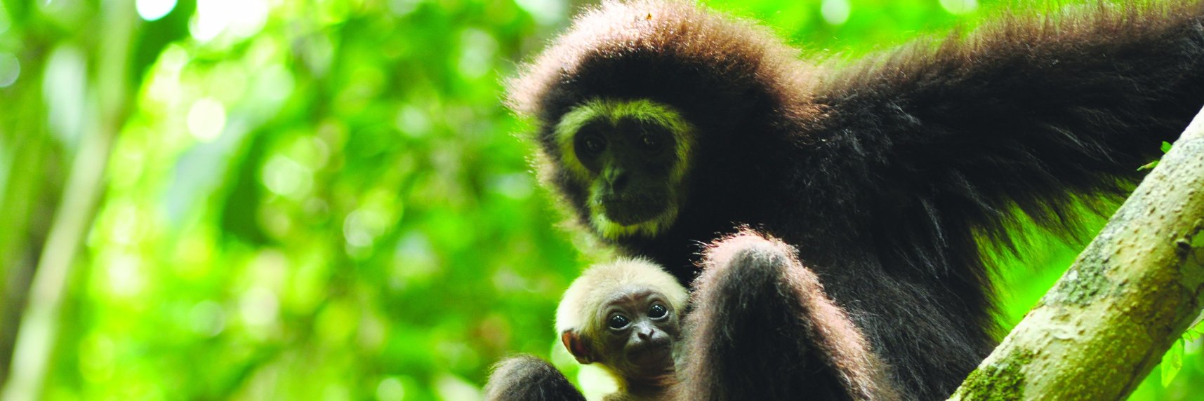 GRP : The Gibbon Rehabilitation Project banner