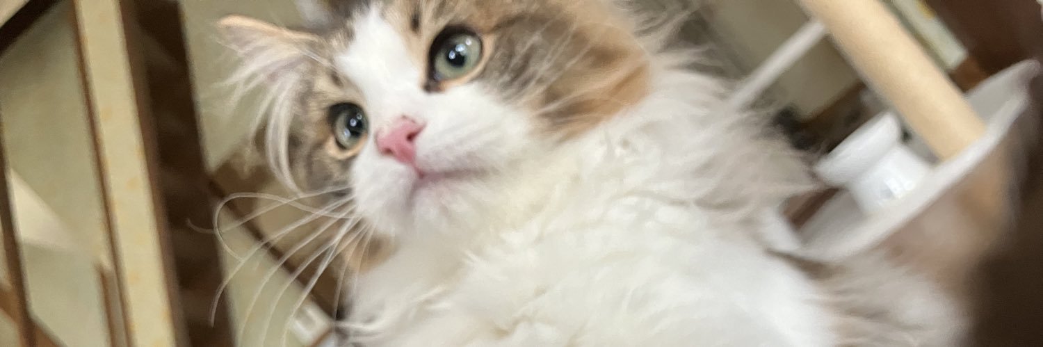 bufo44's profile banner image