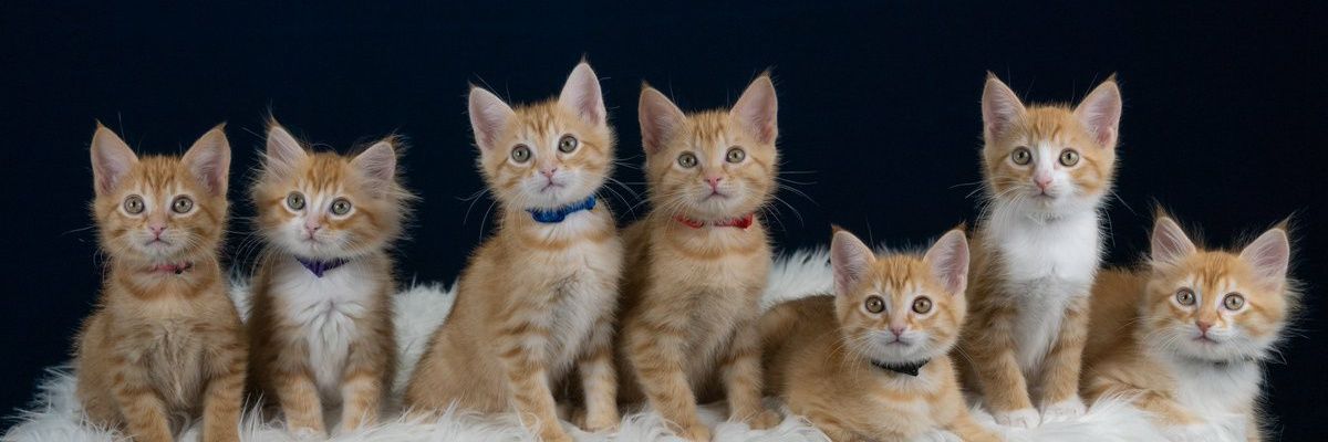 badutcorp's profile banner image