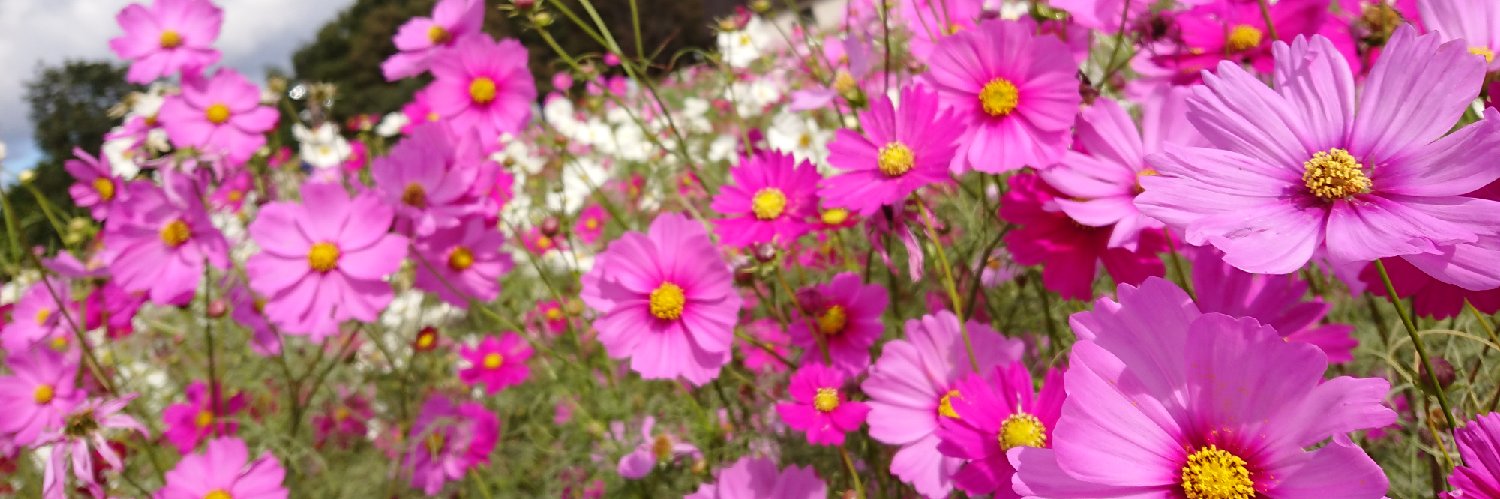秋桜 banner