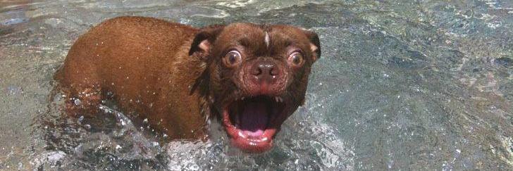 Funny Dogs banner