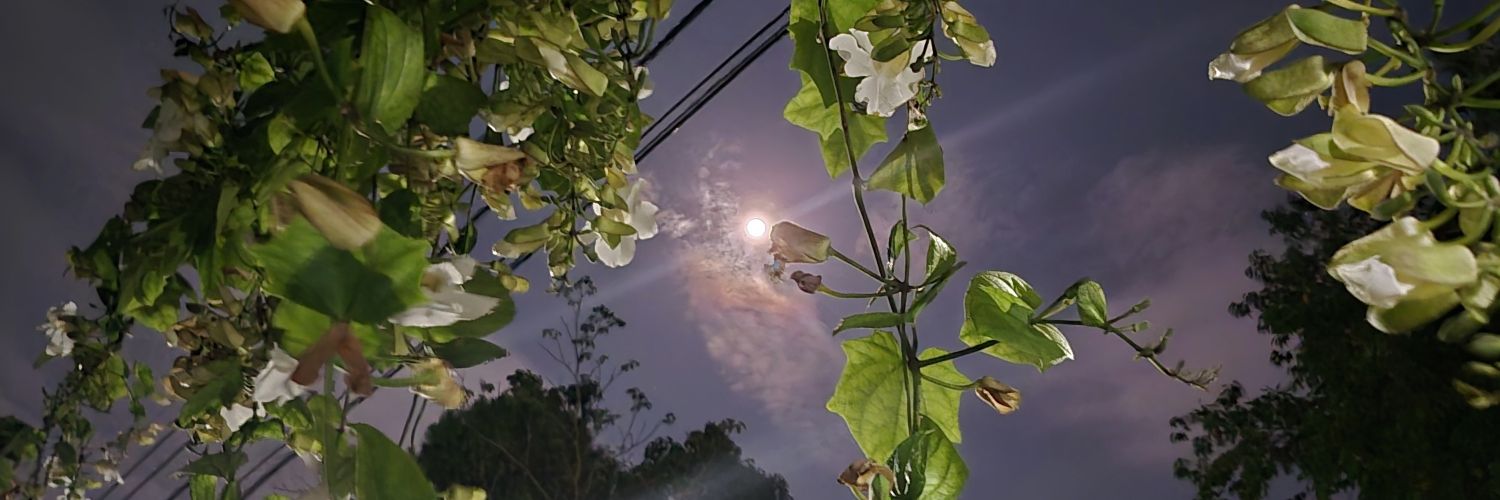 Kaaaaaat__'s profile banner image
