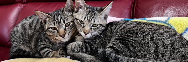 Leon__parsa Profile Banner