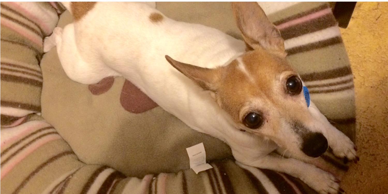 PoppyTheJack's profile banner image