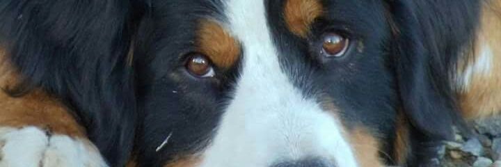 XandraHordijk's profile banner image