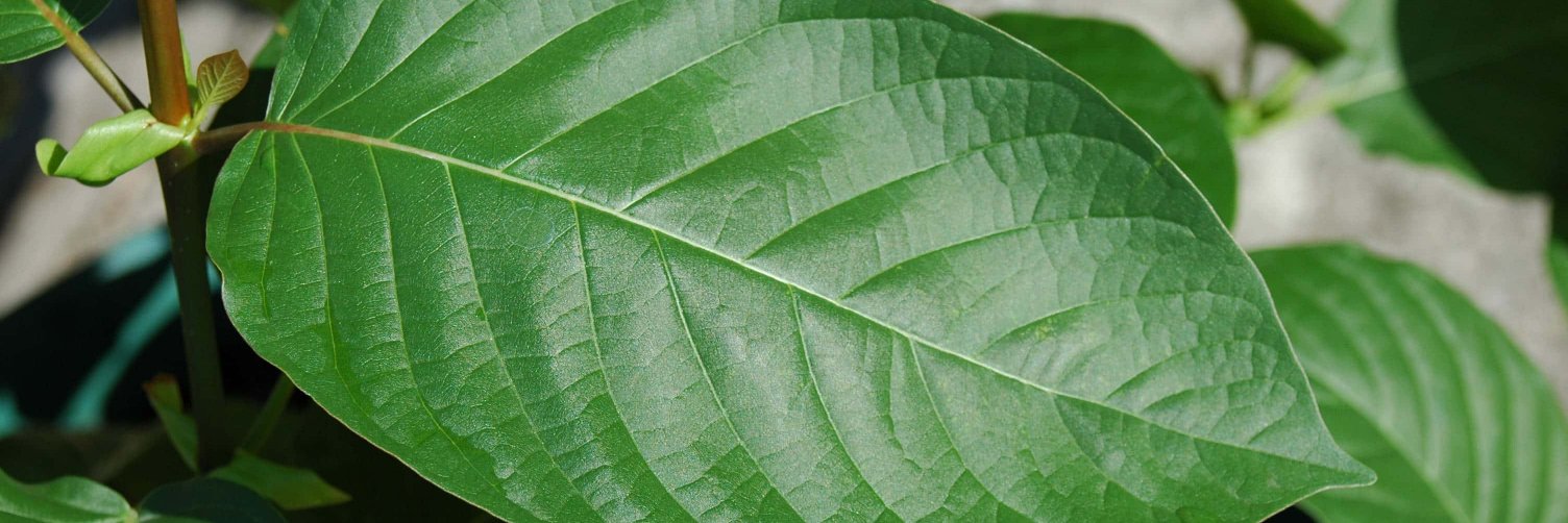 MitraScience's profile banner image