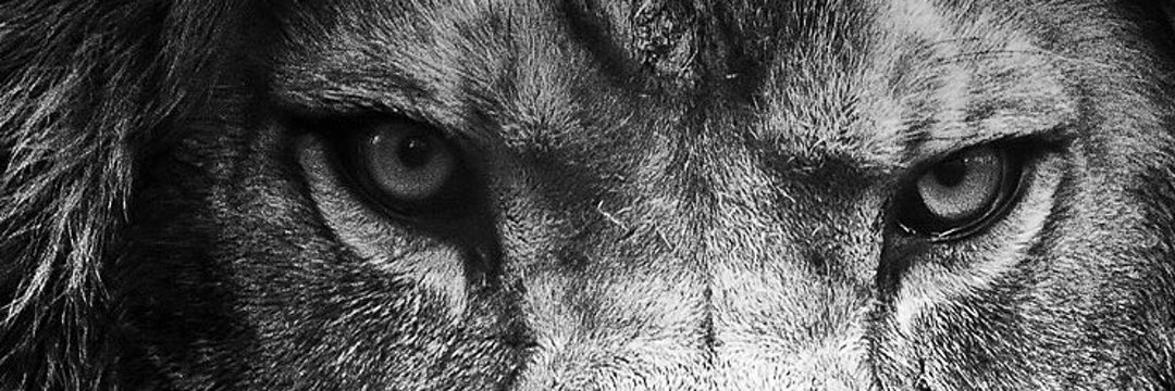 🇹🇷 KURTBEY 🇹🇷 banner