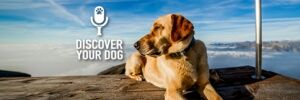 FamDogFusion's profile banner image