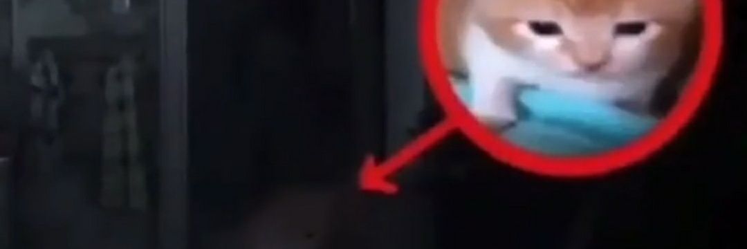 סלנדרמן banner