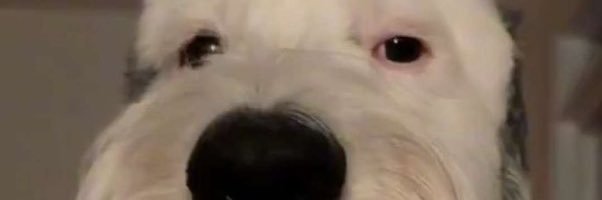 ChillFlipper8's profile banner image