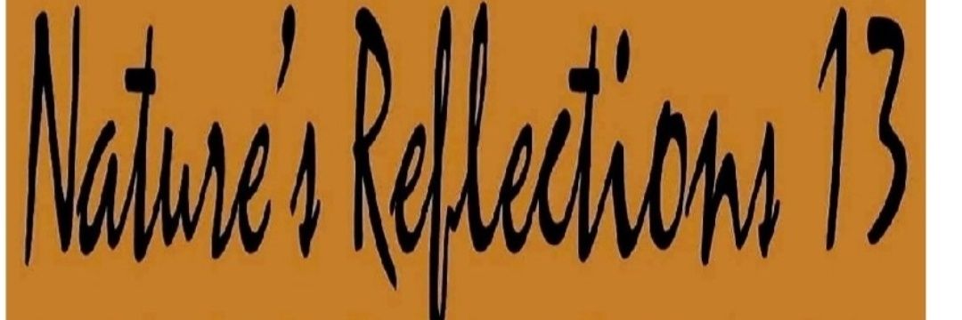 Aunti Dana Lynn13 Bey banner