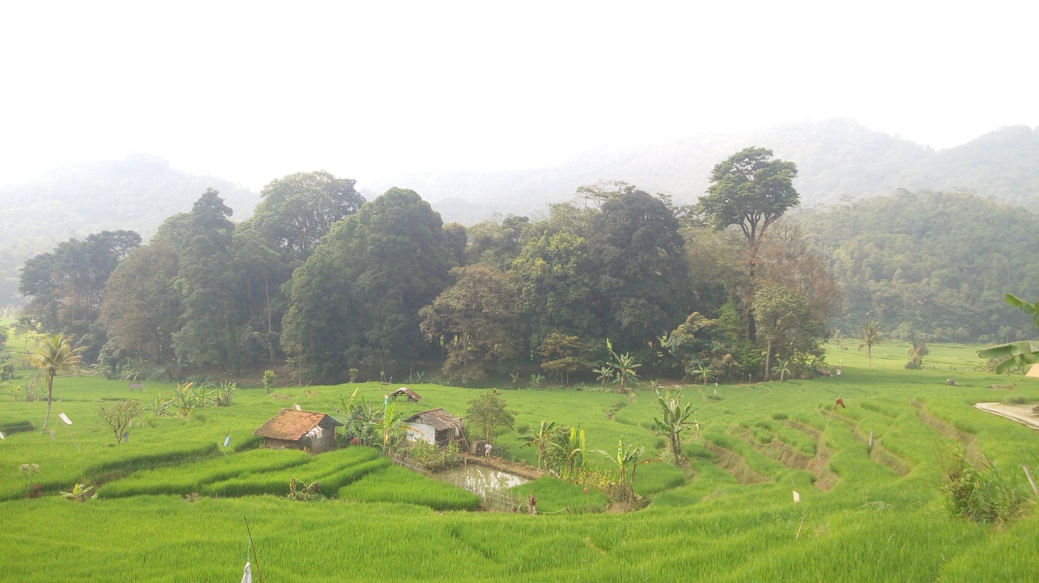 mssetiadi's profile banner image
