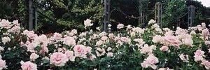 ____centoundici's profile banner image