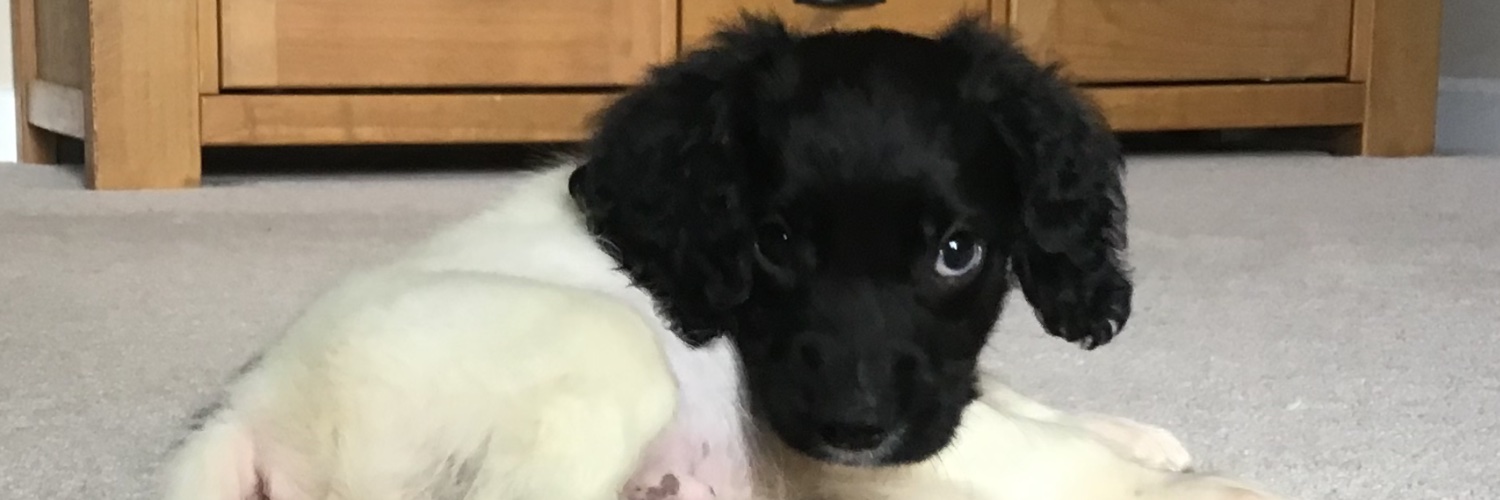 DJ Timber Nibbler banner