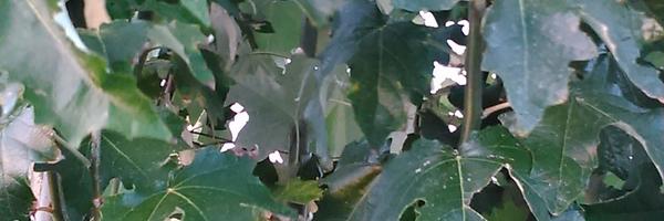 rull070 Profile Banner