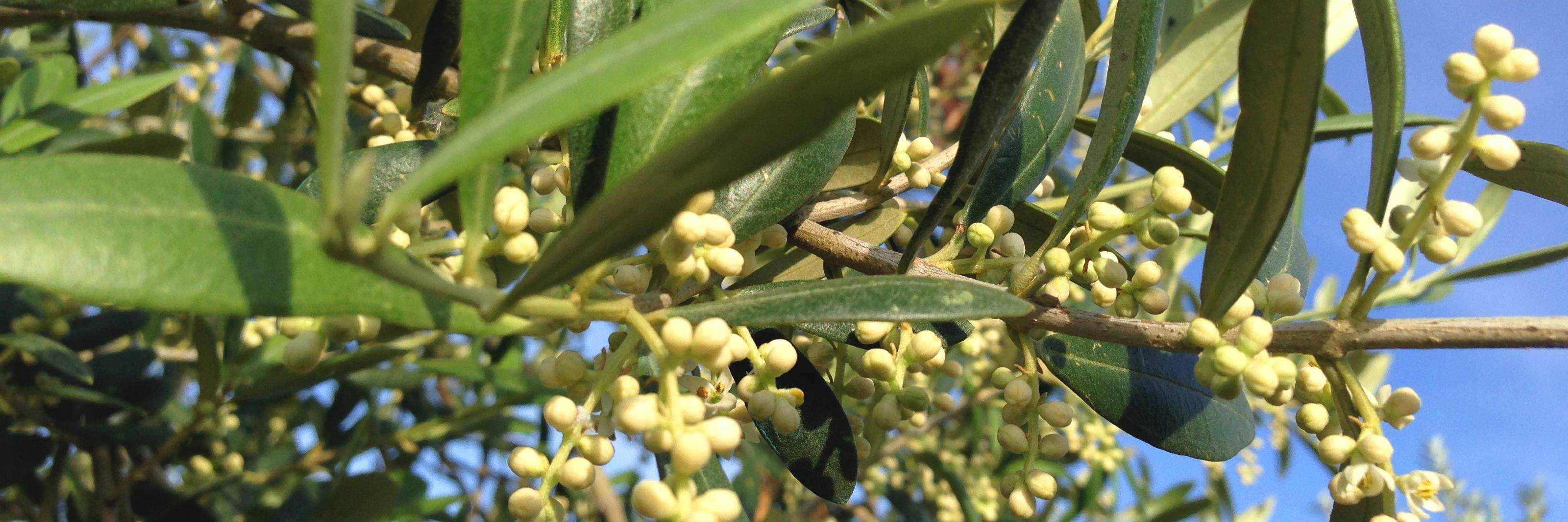 AOVE Finca San José banner
