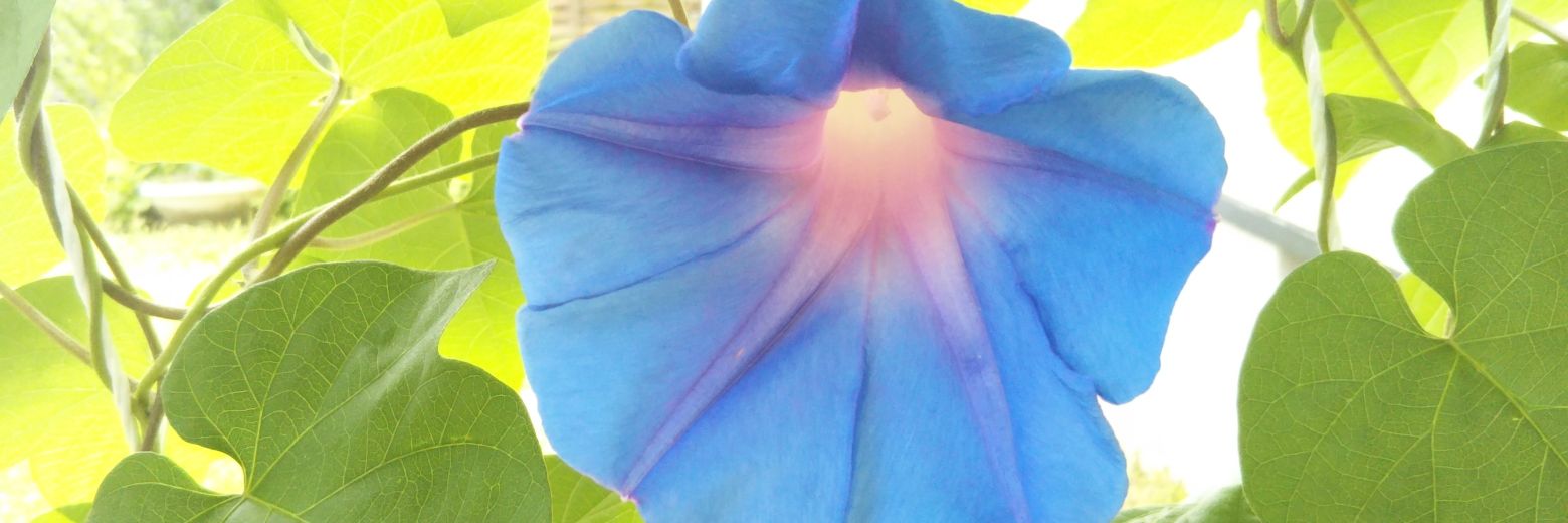 inuinuinu9's profile banner image