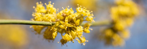 ortobotanicopd Profile Banner