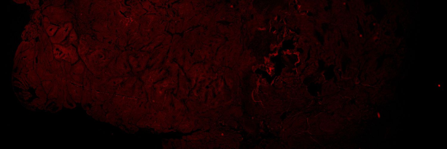 notoriousnrg's profile banner image