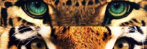 snwball_'s profile banner image