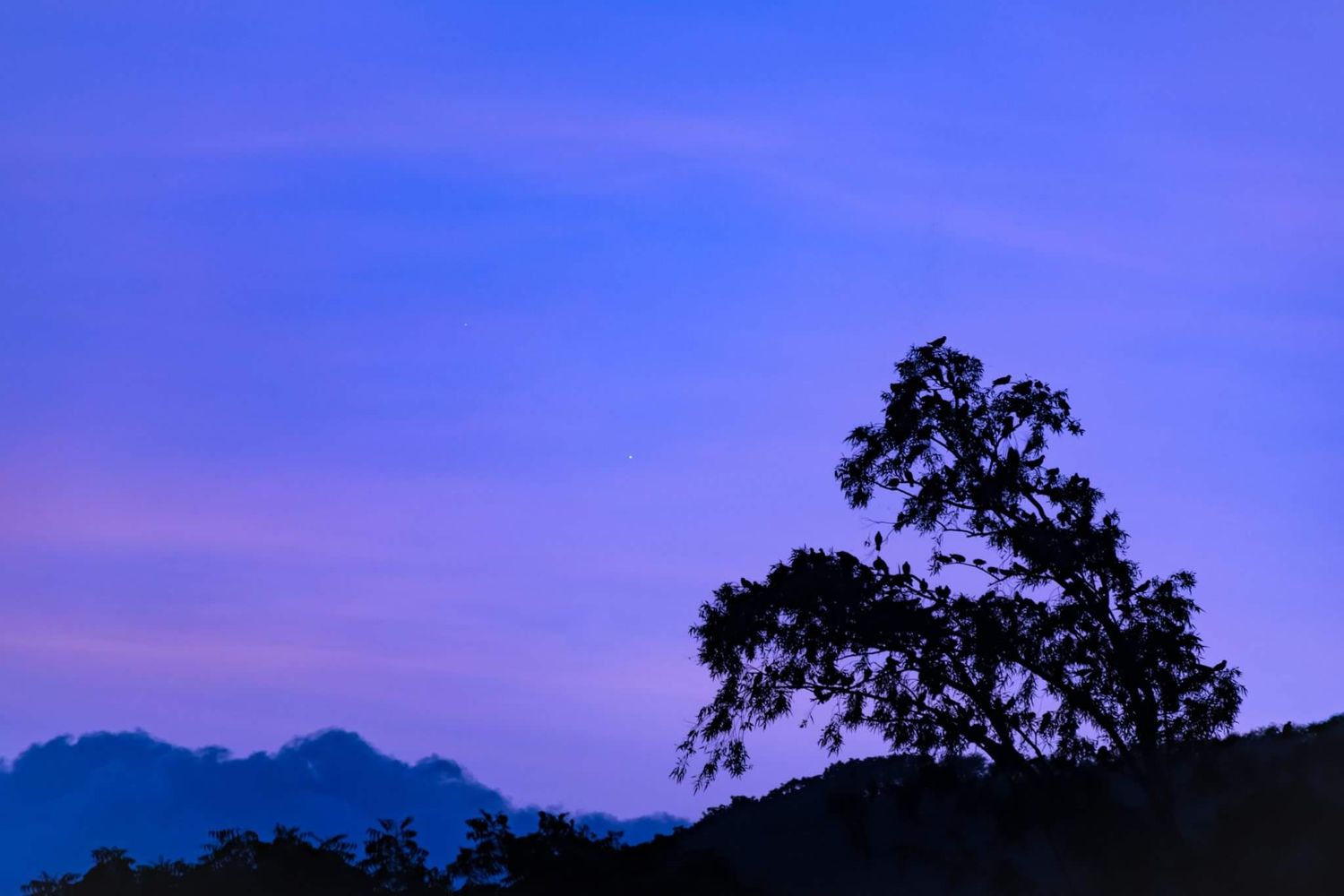 photonaturalist's profile banner image