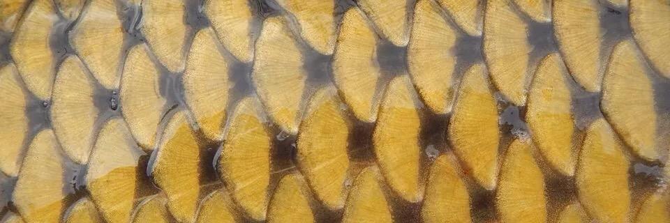 APouladi's profile banner image