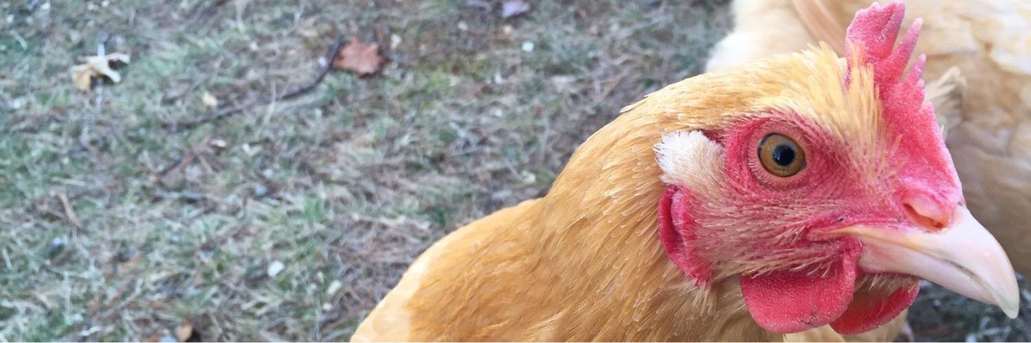 ChickenScouts's profile banner image