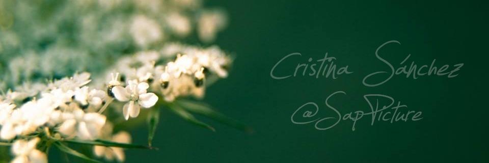 SapPicture's profile banner image