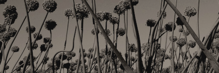 Fino Seppeltsfield banner