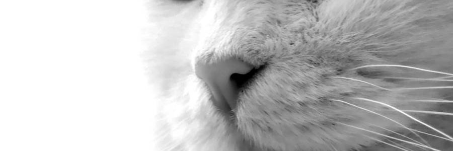 NazimNawfal's profile banner image