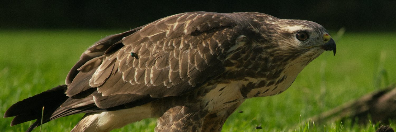 EilJepp's profile banner image