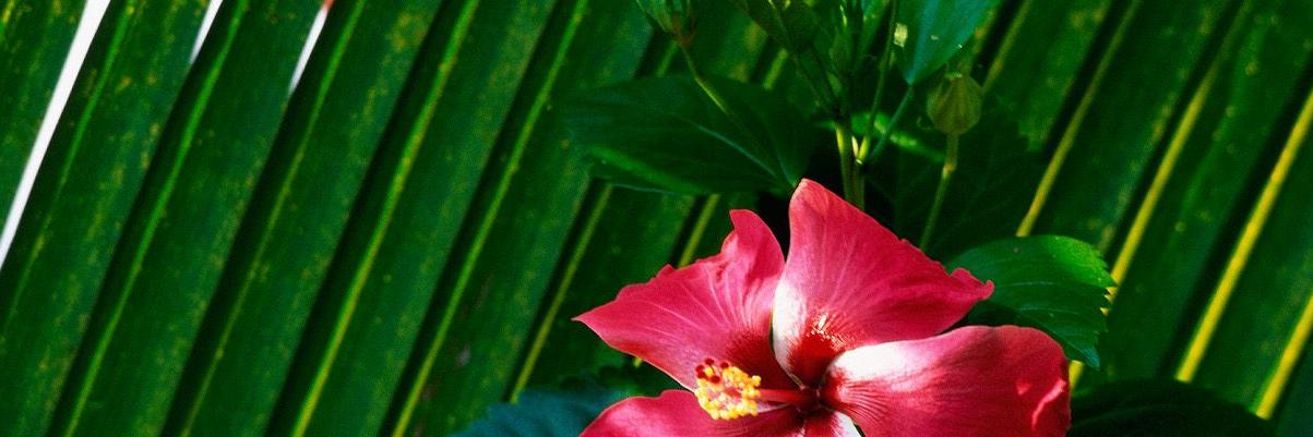 olgamoteleva's profile banner image