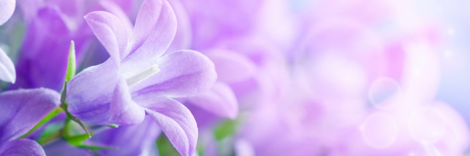 inci_kitty's profile banner image