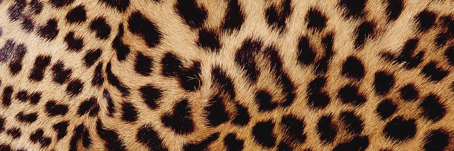 Kaitlin Smith banner