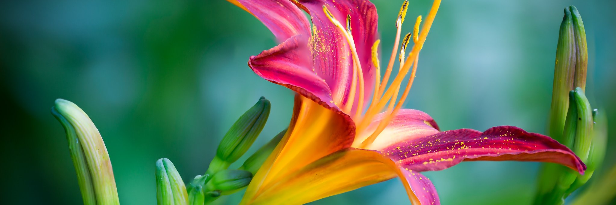 BiodiversityOutcomes banner