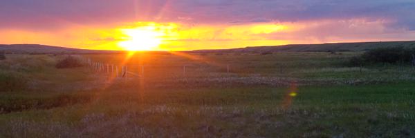 WiensSeedFarm Profile Banner