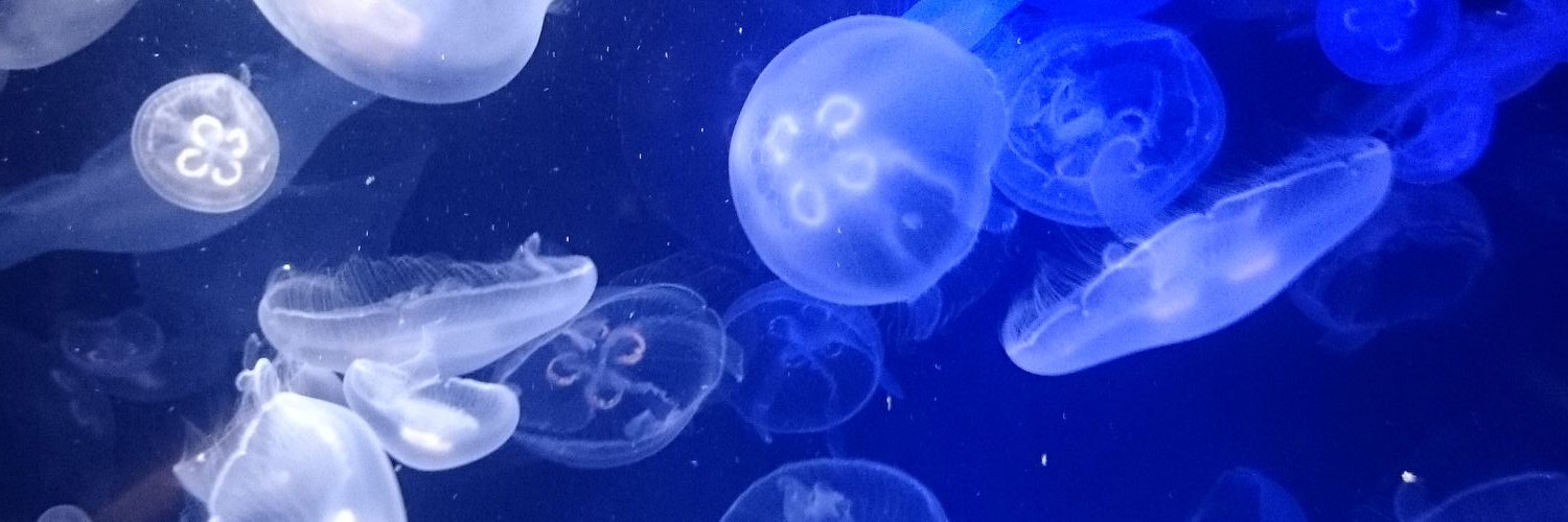 dolphin_orca's profile banner image
