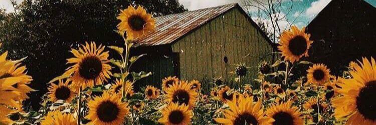 cassidyhatt's profile banner image