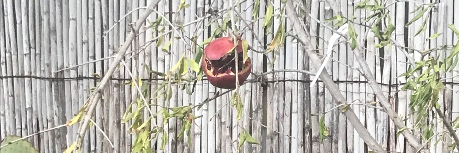 Adriana Gallegos banner