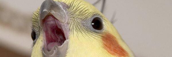 HydrogenPeroxyd's profile banner image