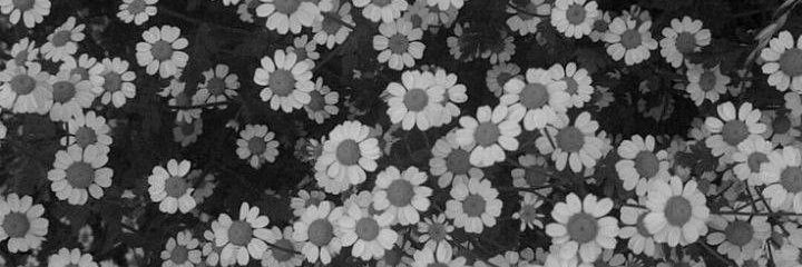 devo_id's profile banner image